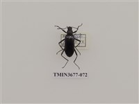 藏品(偽步行蟲)的圖片